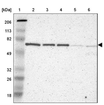 TRF2 Antibody in Western Blot (WB)