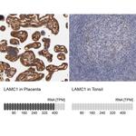 Laminin gamma-1 Antibody