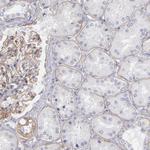 Laminin gamma-1 Antibody in Immunohistochemistry (Paraffin) (IHC (P))