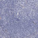 Laminin gamma-1 Antibody in Immunohistochemistry (Paraffin) (IHC (P))
