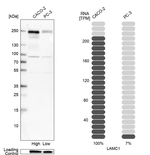 Laminin gamma-1 Antibody in Western Blot (WB)