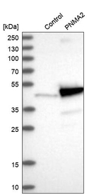 MA2 Antibody in Western Blot (WB)