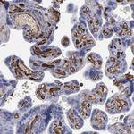 CD36 Antibody in Immunohistochemistry (Paraffin) (IHC (P))