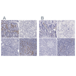 IRF4 Polyclonal Antibody