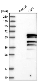 LEF1 Antibody in Western Blot (WB)