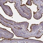 PODXL Antibody in Immunohistochemistry (Paraffin) (IHC (P))
