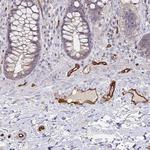 PODXL Antibody in Immunohistochemistry (Paraffin) (IHC (P))