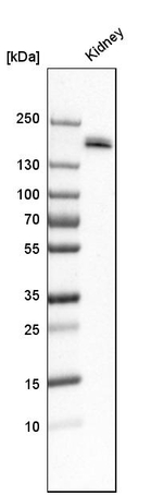 PODXL Antibody in Western Blot (WB)