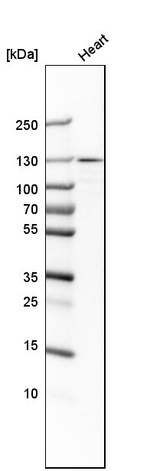 Vinculin Antibody in Western Blot (WB)