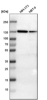 Vinculin Antibody in Western Blot (WB)