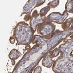 CD55 Polyclonal Antibody