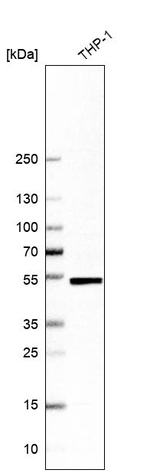 IRF8 Antibody in Western Blot (WB)