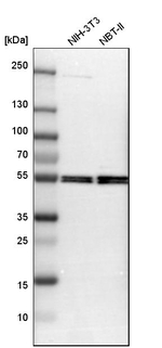 Monoamine Oxidase B Antibody in Western Blot (WB)
