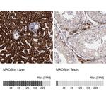 Monoamine Oxidase B Antibody