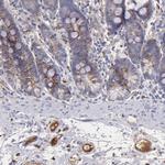 C1QA Antibody in Immunohistochemistry (Paraffin) (IHC (P))