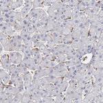 C1QA Antibody in Immunohistochemistry (Paraffin) (IHC (P))