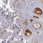 C1QA Antibody in Immunohistochemistry (Paraffin) (IHC (P))