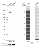 MRP1 Antibody in Western Blot (WB)