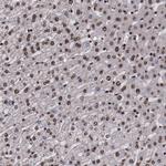 SNW1 Antibody in Immunohistochemistry (Paraffin) (IHC (P))