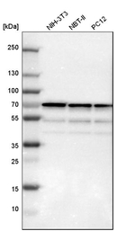 SNW1 Antibody in Western Blot (WB)