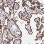 SND1 Antibody in Immunohistochemistry (Paraffin) (IHC (P))