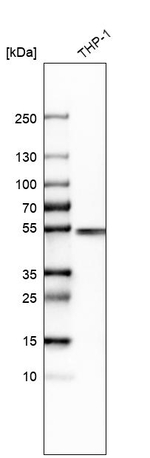 IRF8 Antibody in Western Blot (WB)