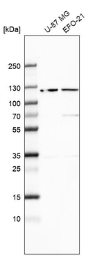 SND1 Antibody in Western Blot (WB)