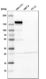 ITGA5 Antibody in Western Blot (WB)