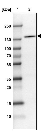 MDA5 Antibody in Western Blot (WB)