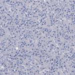 Caspr2 Polyclonal Antibody