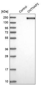 Caspr2 Antibody in Western Blot (WB)