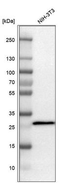 SDHB Antibody in Western Blot (WB)