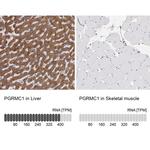 PGRMC1 Antibody