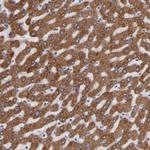 PGRMC1 Antibody in Immunohistochemistry (Paraffin) (IHC (P))