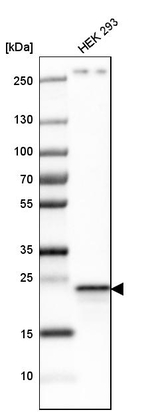 PGRMC1 Antibody in Western Blot (WB)
