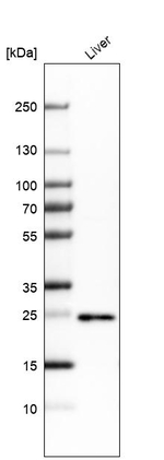 PGRMC1 Antibody in Western Blot (WB)