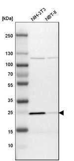 PGRMC1 Antibody in Western Blot (WB)