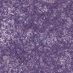 p57 Kip2 Antibody in Immunohistochemistry (Paraffin) (IHC (P))