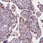 p57 Kip2 Antibody in Immunohistochemistry (Paraffin) (IHC (P))