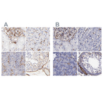Filamin A Antibody in Immunohistochemistry (Paraffin) (IHC (P))