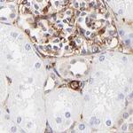 Filamin A Antibody in Immunohistochemistry (Paraffin) (IHC (P))