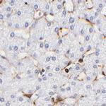 Filamin A Antibody in Immunohistochemistry (Paraffin) (IHC (P))