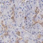 Filamin A Antibody in Immunohistochemistry (Paraffin) (IHC (P))