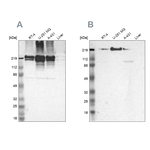Filamin A Antibody in Western Blot (WB)