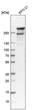 Filamin A Antibody in Western Blot (WB)