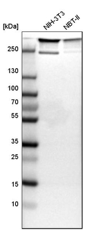 Filamin A Antibody in Western Blot (WB)