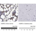 C/EBP epsilon Antibody