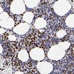 C/EBP epsilon Antibody in Immunohistochemistry (Paraffin) (IHC (P))