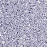 C/EBP epsilon Antibody in Immunohistochemistry (Paraffin) (IHC (P))