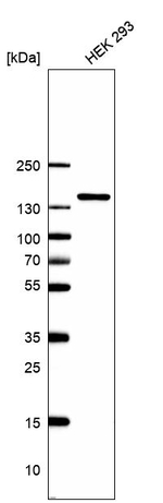 CECR2 Antibody in Western Blot (WB)